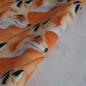 Preview: Sweat Stoff Fuchs allover